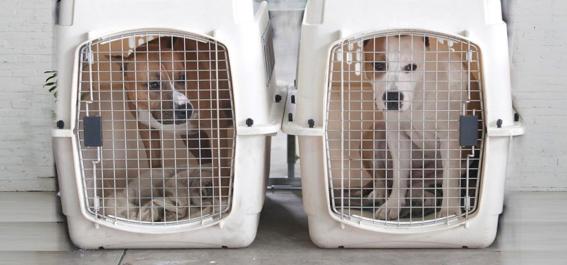 THE-BEST-IS-GOOD-ENOUGH-FOR-YOUR-PET-TGR